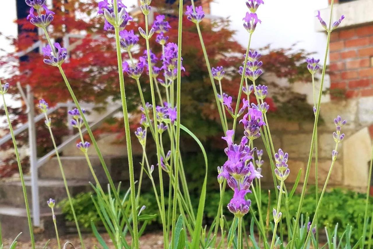 Charmante Maison Bourguignonne Avec Grand Jardin Et Parking Montbard Zewnętrze zdjęcie